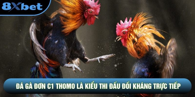Đá gà đơn C1 Thomo là kiểu thi đấu đối kháng trực tiếp