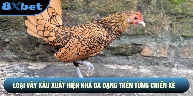 Loại vảy xấu xuất hiện khá đa dạng trên từng chiến kê