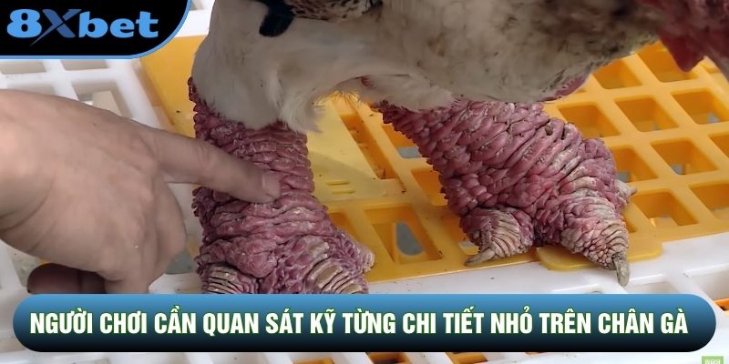 Người chơi cần quan sát kỹ từng chi tiết nhỏ trên chân gà
