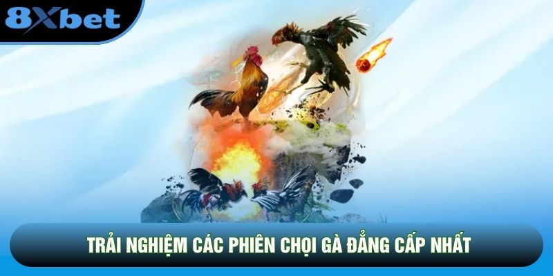 Trải nghiệm các phiên chọi gà đẳng cấp nhất Trải nghiệm các phiên chọi gà đẳng cấp nhất