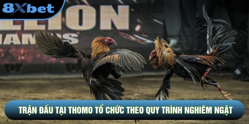 Trận đấu tại Thomo tổ chức theo quy trình nghiêm ngặt