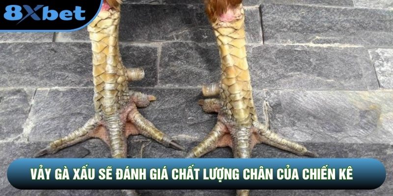Vảy gà xấu sẽ đánh giá chất lượng chân của chiến kê