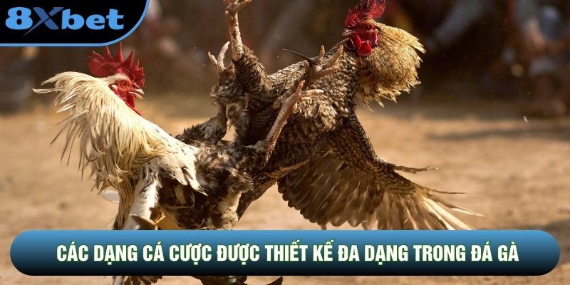 Các dạng cá cược được thiết kế đa dạng trong đá gà Các dạng cá cược được thiết kế đa dạng trong đá gà