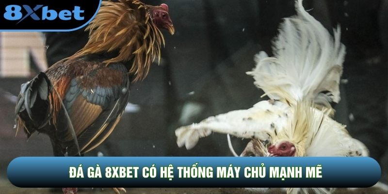 Đá gà 8XBET có hệ thống máy chủ mạnh mẽ Đá gà 8XBET có hệ thống máy chủ mạnh mẽ