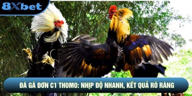Đá Gà Đơn C1 Thomo: Nhịp Độ Nhanh, Kết Quả Rõ Ràng Tại 8XBET