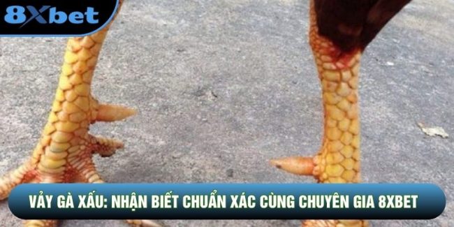Vảy Gà Xấu: Nhận Biết Chuẩn Xác Cùng Chuyên Gia 8XBET